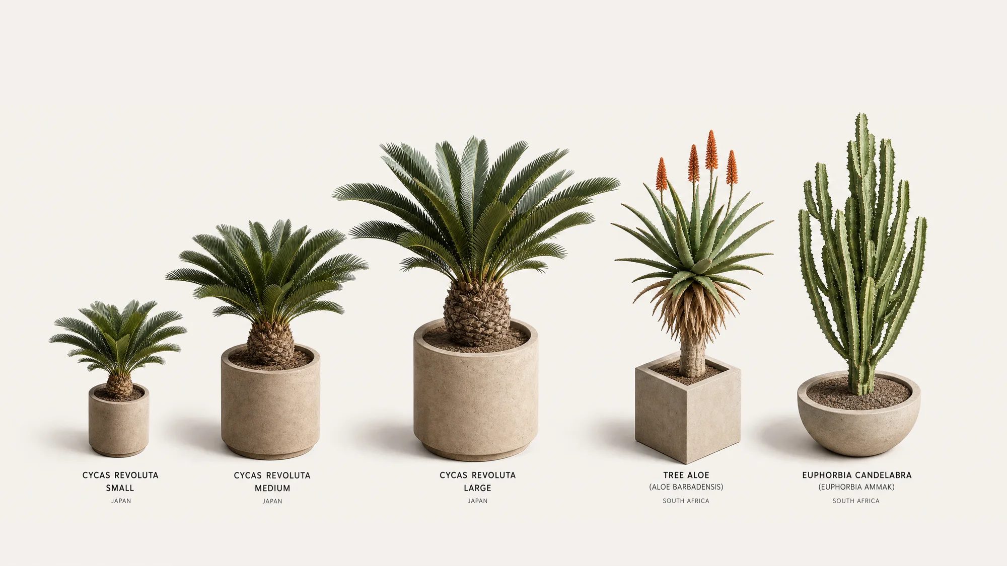 Cycads & Succulents