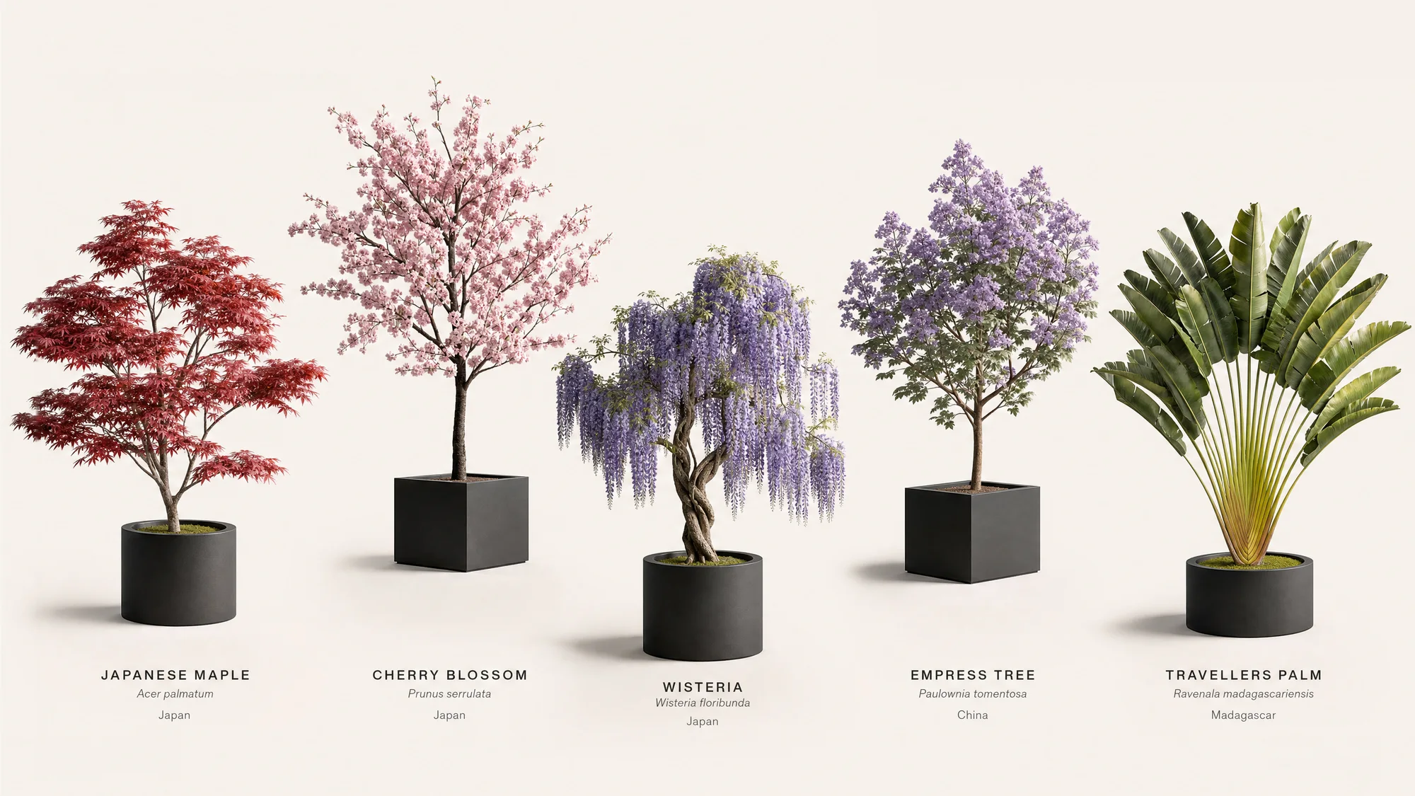 Asian Ornamentals